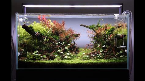 Aquascape Tutorial Step by Step 90cm Planted Aquarium - YouTube