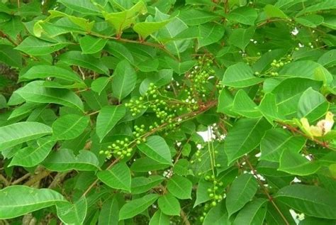 Poison Sumac: How to Identify It, and What to Do if You've Been Exposed - Dave's Garden