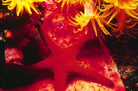 Starfish | Starfish and daisy coral. Great Barrier Reef, Aus… | Flickr