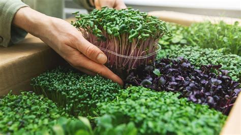 What Are Microgreens? | INTEGRIS Health