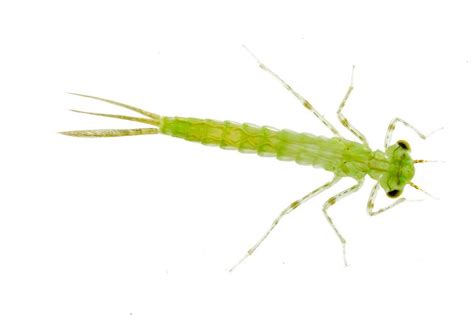 Larva – Shropshire Dragonflies