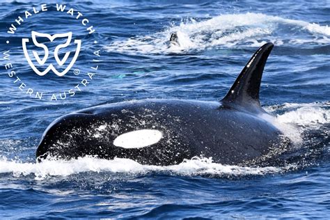 New Pod of 'Enormous' Adult Orcas With Five 'Powerful Males' Discovered ...