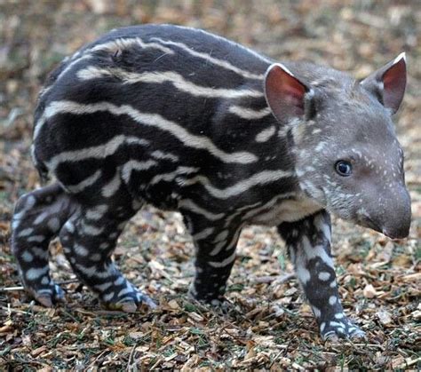 Baby Brazilian Tapir | Pets and Animals | Pinterest