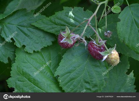 Rubus Idaeus Shrub Species Rubus Genus Family Rosaceae Tasty Healthy ...