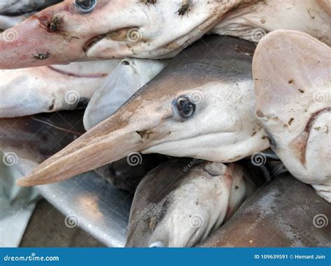 Seafood Background Food for Sale Stock Image - Image of close, mullet: 109639591