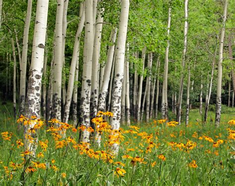 Aspen Grove and Wildflower Meadow near Valles Caldera - Matt Tilghman ...