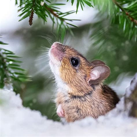 Finnish Wildlife Photography By This Photographer Will Change The Way You Think of This Country