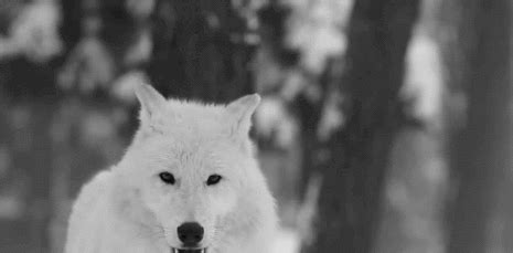 cool animated GIF | White wolf, Arctic wolf, Animals