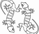 Gecko Drawing Coloring Pages Lizard Easy Leopard Draw Step Amphibian  sketch template