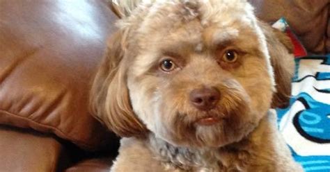 Why This Viral Dog's Face Looks Human, According to Science