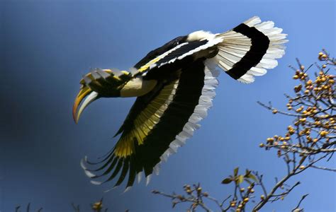 Calao Bircone - Buceros bicornis | Bird pictures, Pet birds, Picture