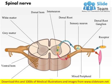 A typical spinal nerve with a cross section of the spinal cord Medica…