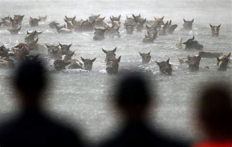 The Annual Chincoteague Pony Swim | Amusing Planet