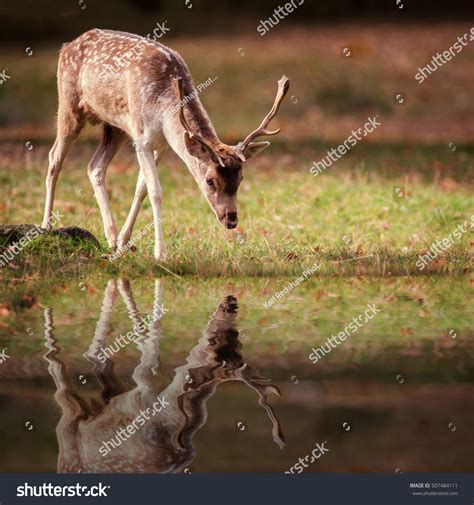 2,196 Deer drinking water Images, Stock Photos & Vectors | Shutterstock