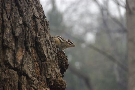 Siberian Chipmunk from China, 北京市海淀区蓝旗营 on February 28, 2021 at 10:22 ...