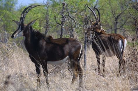 The African Sable Antelope