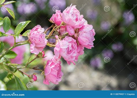 Polyantha Rose `the Fairy`. Small Cottage Garden Pink Rose. Stock Image - Image of flowers ...