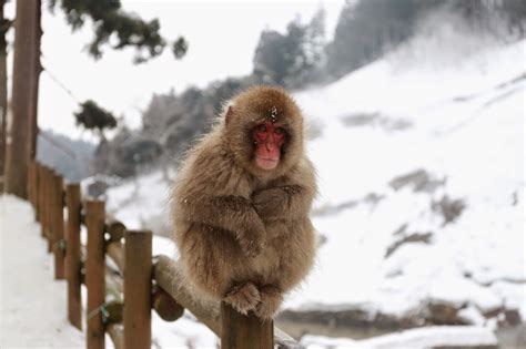 Jigokudani Snow Monkey Park in Winter | TiptoeingWorld