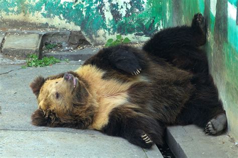 It’s no Yeti, but Tibetan brown bear’s presence in Nepal is no longer a myth