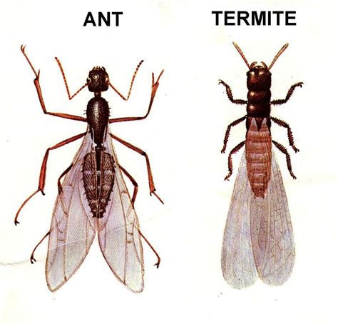 Flying Ants or Termites? | Safeguard Pest Control