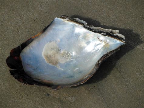 Shiny Shell On The Beach Free Stock Photo - Public Domain Pictures