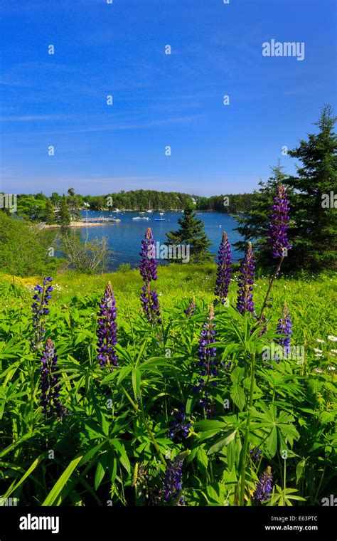 Christmas Cove, Maine, USA Stock Photo - Alamy