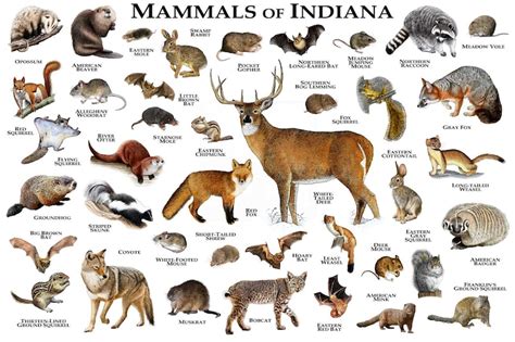 Mammals of Indiana Poster Print / Indiana Mammals Field Guide | Etsy