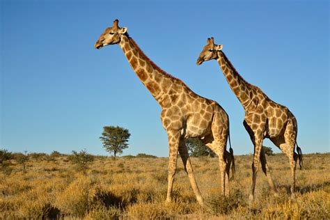 Half Day Safari Tour from Durban 2024