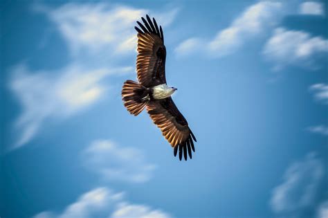 Eagle hunting wallpaper | animals | Wallpaper Better