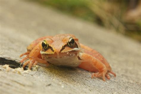 Orange Frog | A small orange frog we found in the yard. | Adam Franco | Flickr