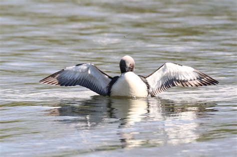 Pacific Loon | Great Bird Pics