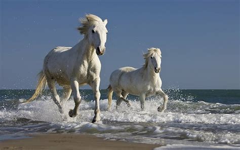 HD wallpaper: The Camargue Horse Is An Ancient Breed Of Horse Indigenous To The Camargue Area In ...