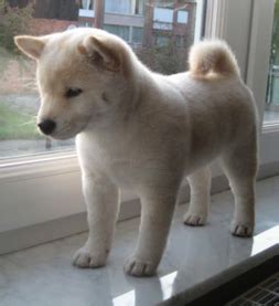 Shiba Inu World: White Shiba Inu - Pure White Shibas! | Cute dogs, Dog ...