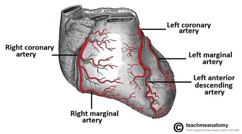 Vasculature of the Heart - TeachMeAnatomy