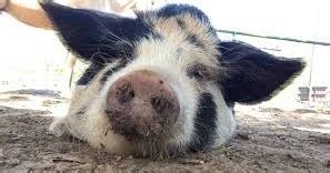 Kunekune Pig Facts, Size, Weight, Lifespan, Meat