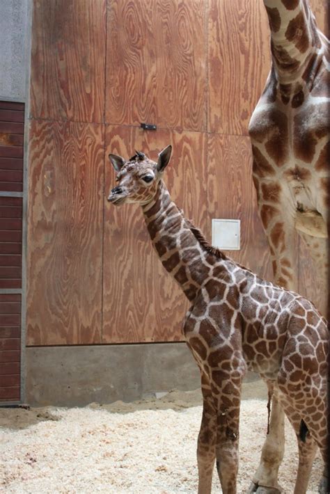 The SF Zoo's New Baby Giraffe Is Sweet Balm For Your Aching Heart: SFist