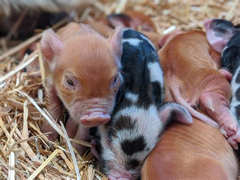 Summer Piglets Born at Fishers Farm - Fishers Farm Park