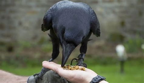 Can You Have a Raven as a Pet? 7 Things to Consider | Hutch and Cage