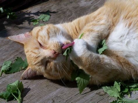 Catnip Effects On Cats - Cat Tree UK