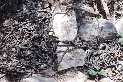 Colorado Woman Discovers Den of 30+ Snakes in Her Walls