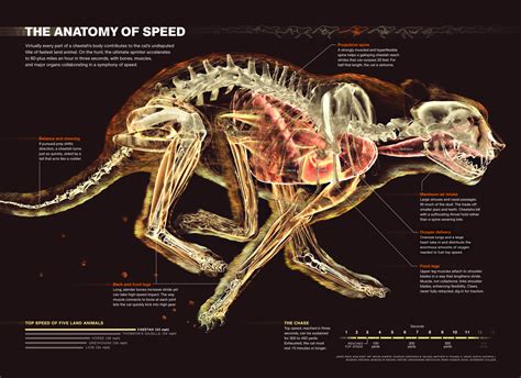 Show, Not Tell: The Rise of the Infographic - Science Friday