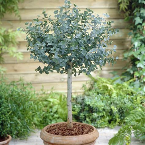 Eucalyptus gunnii Standard 60-100 2L | YouGarden