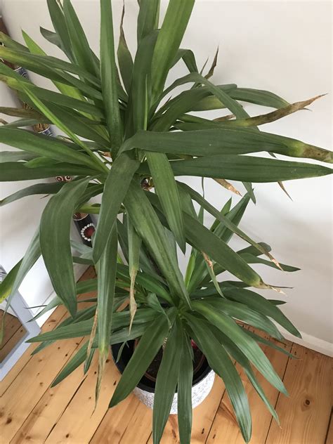 Indoor Yucca plant — BBC Gardeners' World Magazine