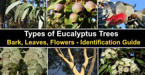 Types of Eucalyptus Trees: Leaves, Flowers, Bark (Pictures)