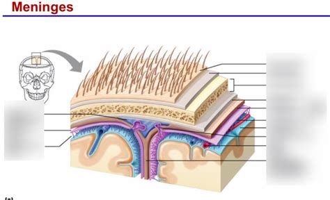 Meninges Diagram | Quizlet