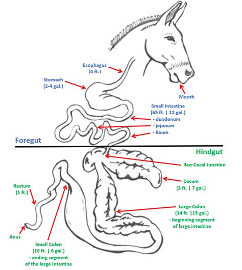 Horse Digestive System Overview | Star Milling Co.