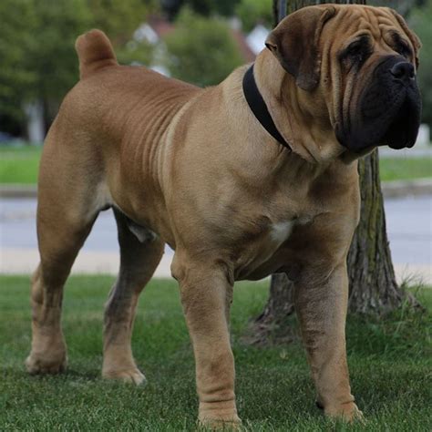 South African Boerboel Puppies