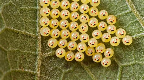 Stink bug eggs on a leaf in Madagascar | Peapix