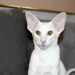 Black Oriental shorthair Cat Eshka Breeder Queen - Cataristocrat Cattery