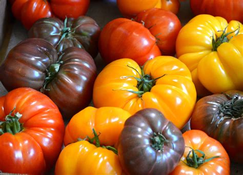 FreshPoint | Why Heirloom Tomatoes are so Special…